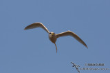 White-tailed Tropicbird 3212.jpg