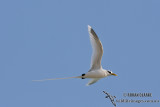 White-tailed Tropicbird 3847.jpg