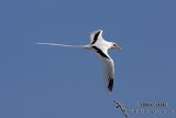 White-tailed Tropicbird 3928.jpg
