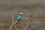 Sacred Kingfisher 3045.jpg