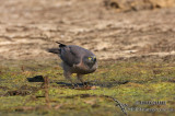 Brown Goshawk 2371.jpg