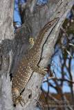 Varanus gouldii 1542.jpg