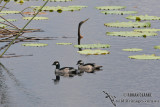 Green Pygmy-goose 1022.jpg
