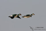 Green Pygmy-goose 2210.jpg