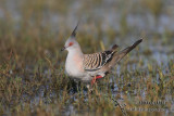 Crested Pigeon 2342.jpg