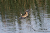 Comb-crested Jacana 1025.jpg