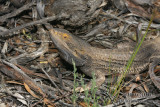 Pogona vitticeps 1154.jpg