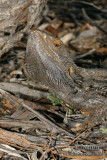 Pogona vitticeps 1159.jpg