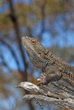 Pogona vitticeps 1182.jpg