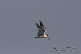 Common Tern 4311.jpg