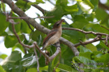 Little Shrike-thrush 0476.jpg