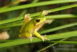 Eastern Dwarf Tree Frog - Litoria fallax 4983
