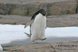 Adelie Penguin a1341.jpg
