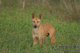 Australian Dingo a9492.jpg