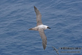 Light-mantled Sooty Albatross a0483.jpg
