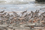 Red-necked Stint - Leucistic individual - a8188.jpg