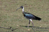 Straw-necked Ibis a0851.jpg