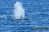 Fin Whale a1573.jpg