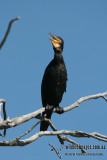 Great Cormorant a0835.jpg