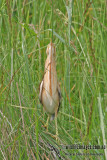 Yellow Bittern a0264.jpg