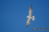 White-winged Black Tern a8628.jpg