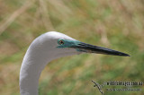 Great Egret a1046.jpg