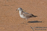 Black-tailed Gull a9614.jpg