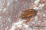 Streambank Froglet - Crinia riparia a2508.jpg