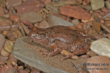 Streambank Froglet - Crinia riparia a2582.jpg