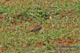 Red-throated Pipit a1920.jpg