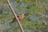 Eastern Spinebill a3073.jpg