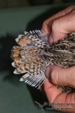 Pin-tailed Snipe a0435.jpg