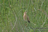 Yellow Bittern a0259.jpg