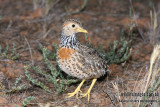 Plains Wanderer 5644.jpg