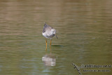 Lesser Yellowlegs a3818.jpg