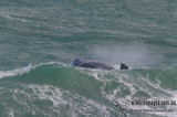 Southern Right Whale 7309.jpg