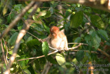 Proboscis Monkey 3238.jpg