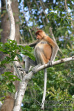 Proboscis Monkey 3242.jpg