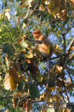 Proboscis Monkey 3431.jpg