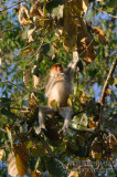 Proboscis Monkey 3444.jpg