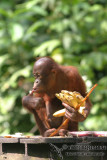 Orangutan 3507.jpg