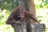 Orangutan 3526.jpg