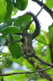 Plantain_Squirrel_2885.jpg