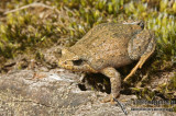 Geocrinia victoriana 5864.jpg