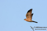 Chinese Sparrowhawk - Accipiter soloensis