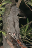 Sugar Glider 6122.jpg