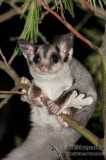 Sugar Glider 6138.jpg