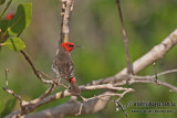 Red-headed Honeyeater a5112.jpg