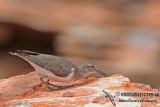 Common Sandpiper a8301.jpg