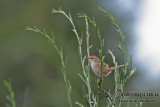Tawny Grassbird a3607.jpg